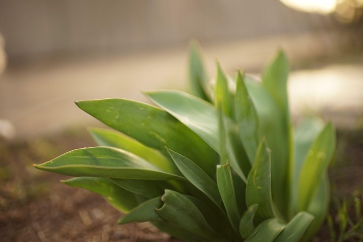 Nova zahrada - tulipany